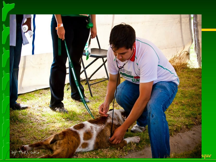 Perroton Dog Chow Intervencin Veterinaria