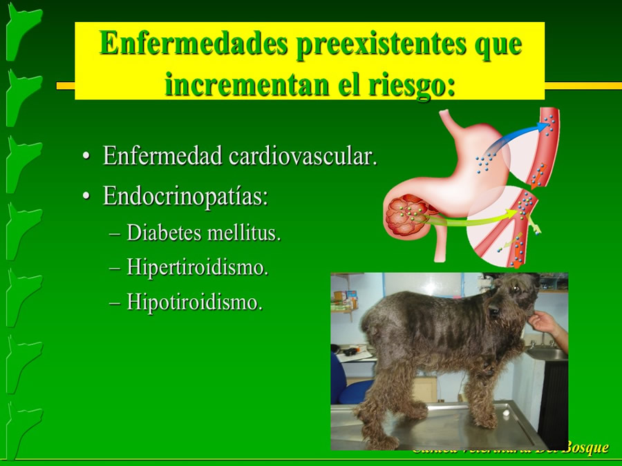 Perroton Dog Chow Intervencin Veterinaria