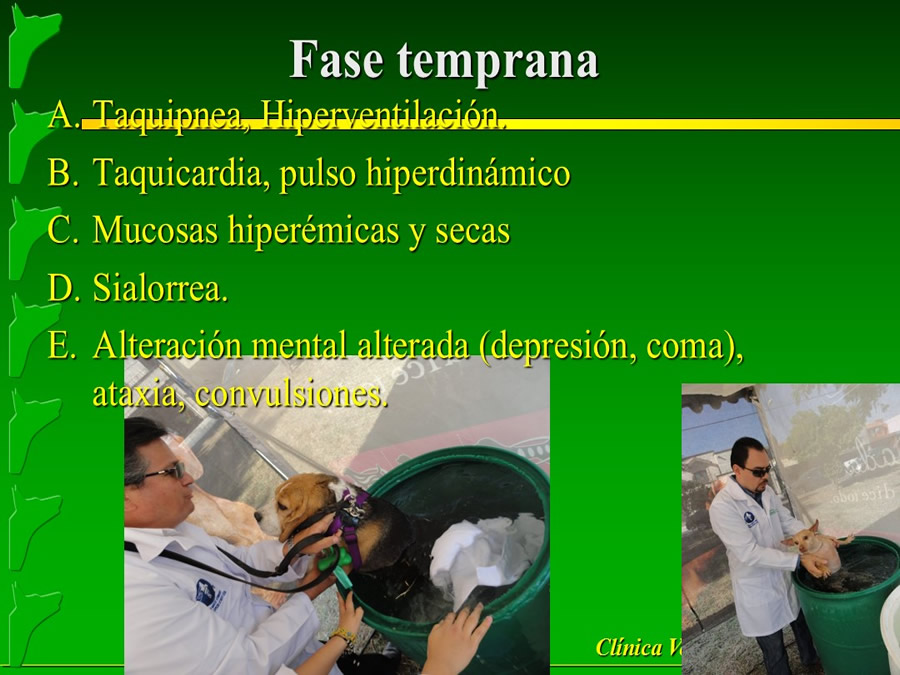 Perroton Dog Chow Intervencin Veterinaria