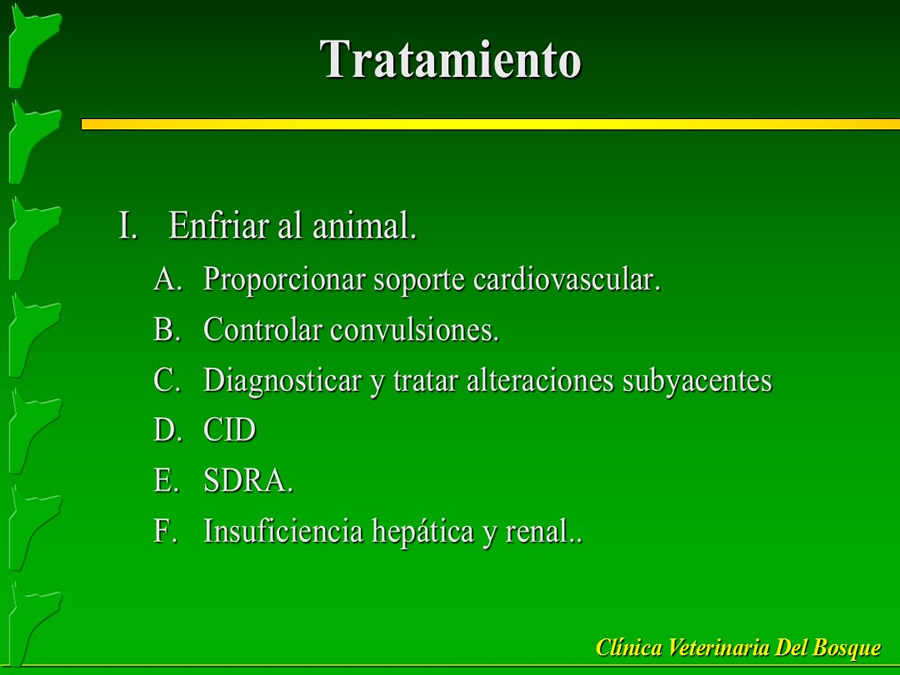 Perroton Dog Chow Intervencin Veterinaria