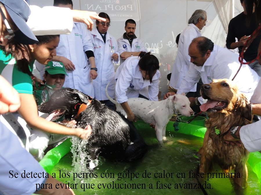 Perroton Dog Chow Intervencin Veterinaria