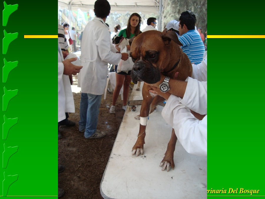 Perroton Dog Chow Intervencin Veterinaria