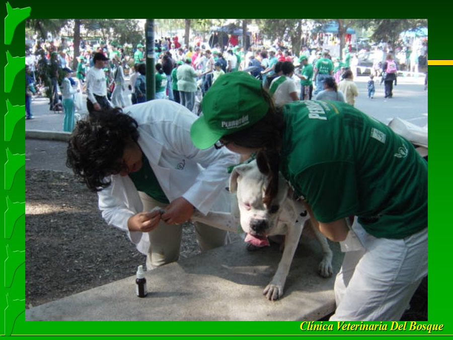 Perroton Dog Chow Intervencin Veterinaria