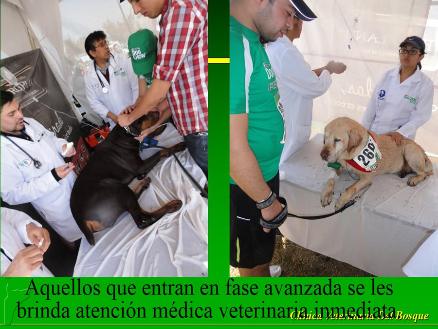 Perroton Dog Chow Intervencin Veterinaria