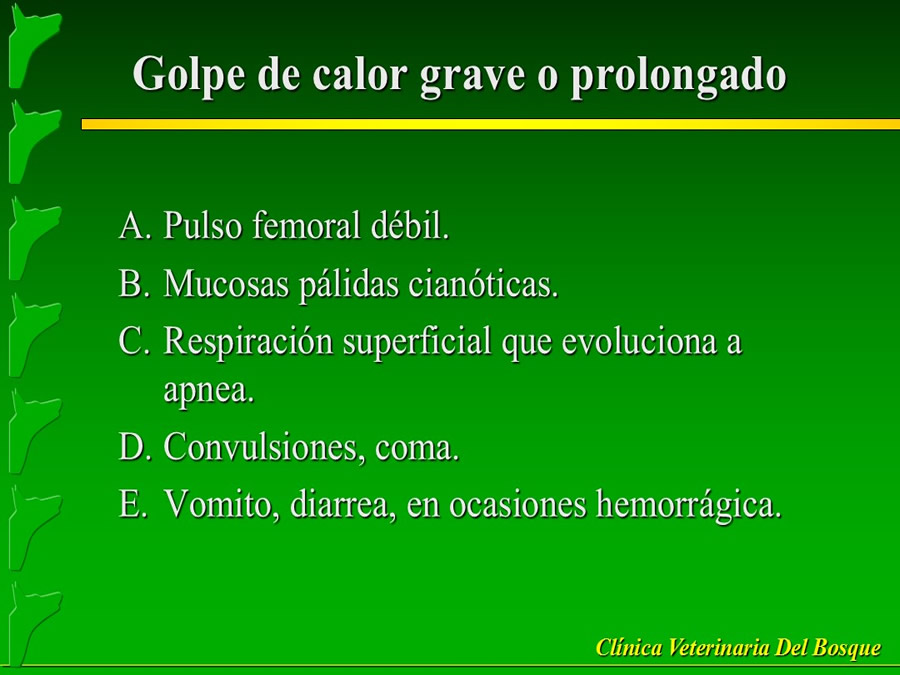 Perroton Dog Chow Intervencin Veterinaria