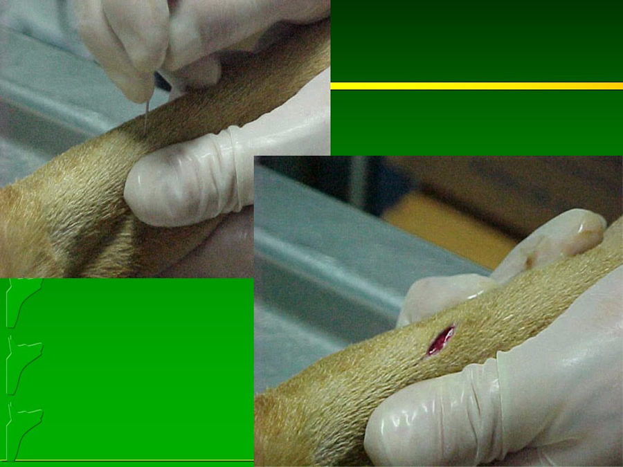 Perroton Dog Chow Intervencin Veterinaria