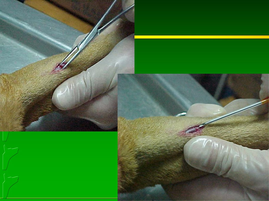 Perroton Dog Chow Intervencin Veterinaria