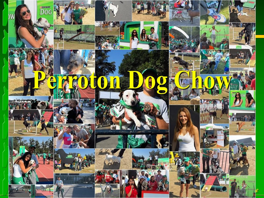 Perroton Dog Chow Intervencin Veterinaria