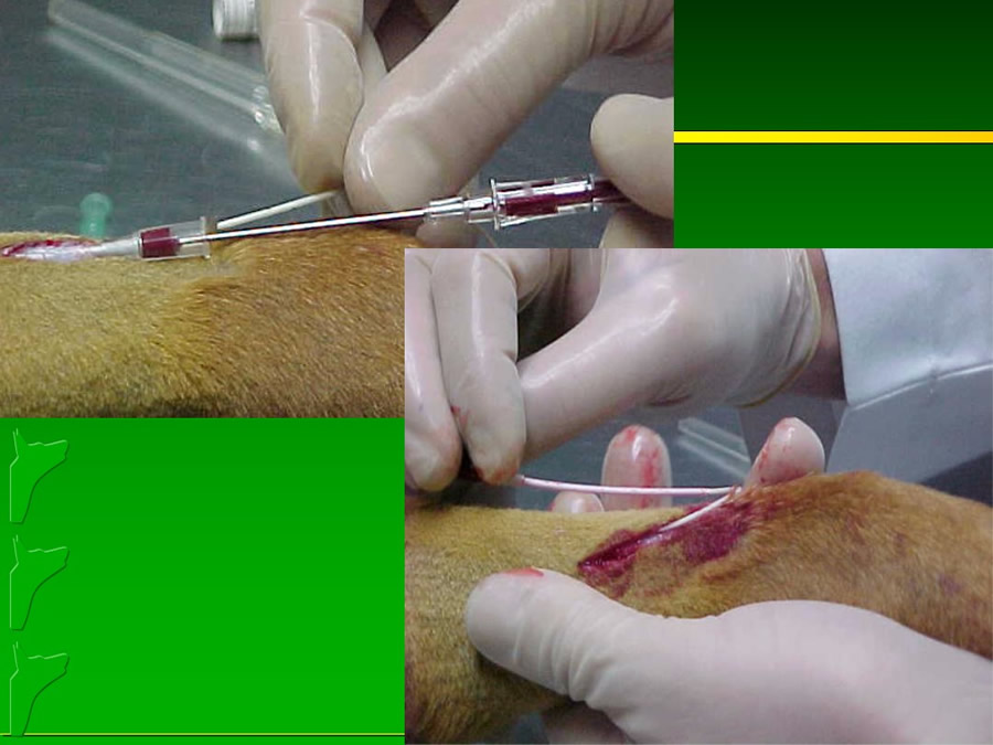 Perroton Dog Chow Intervencin Veterinaria