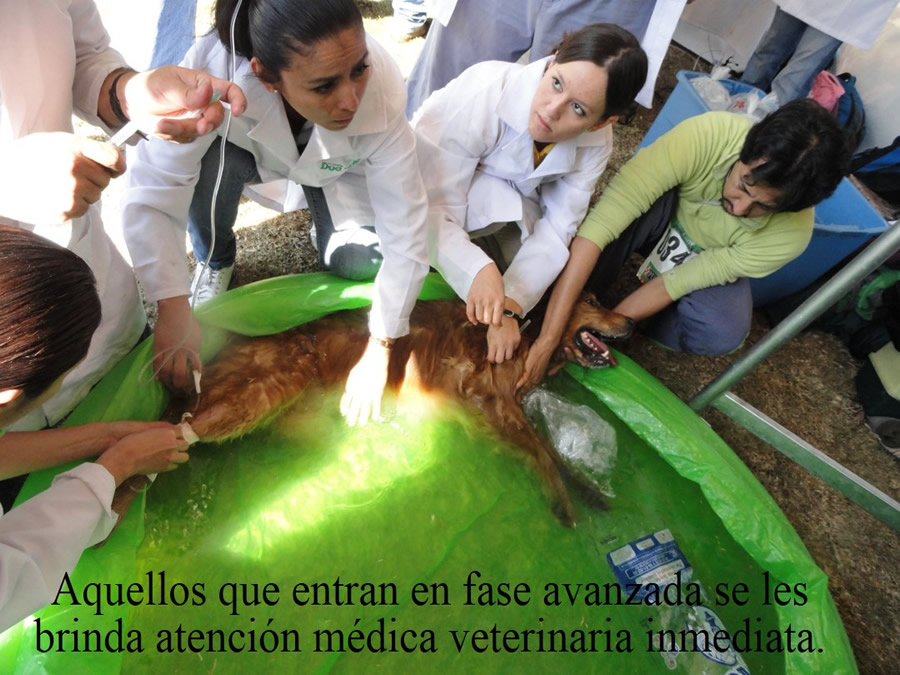 Perroton Dog Chow Intervencin Veterinaria