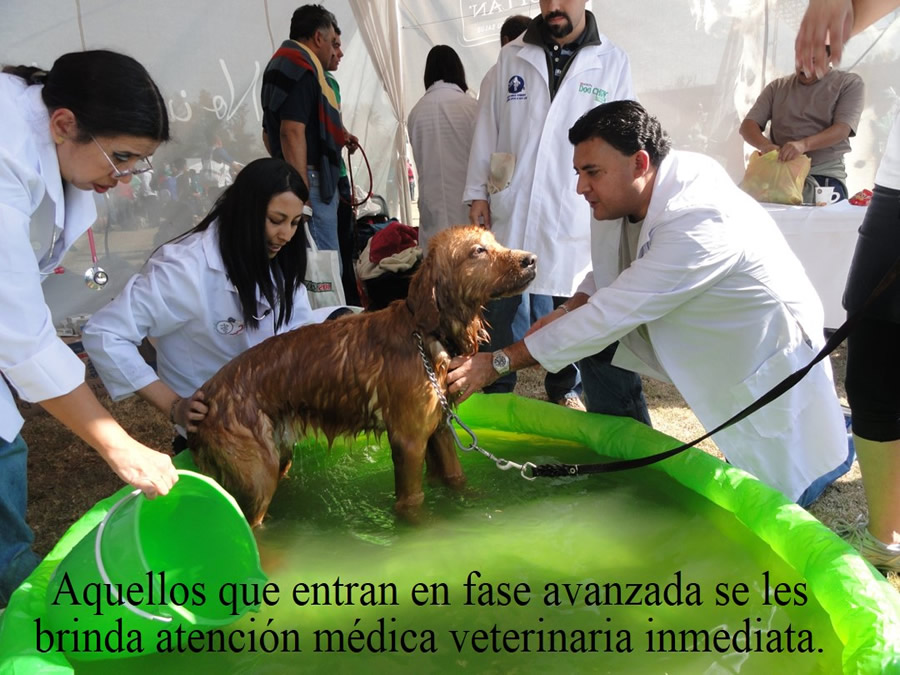 Perroton Dog Chow Intervencin Veterinaria