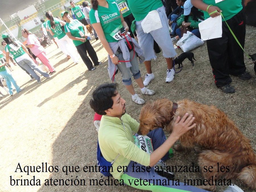 Perroton Dog Chow Intervencin Veterinaria