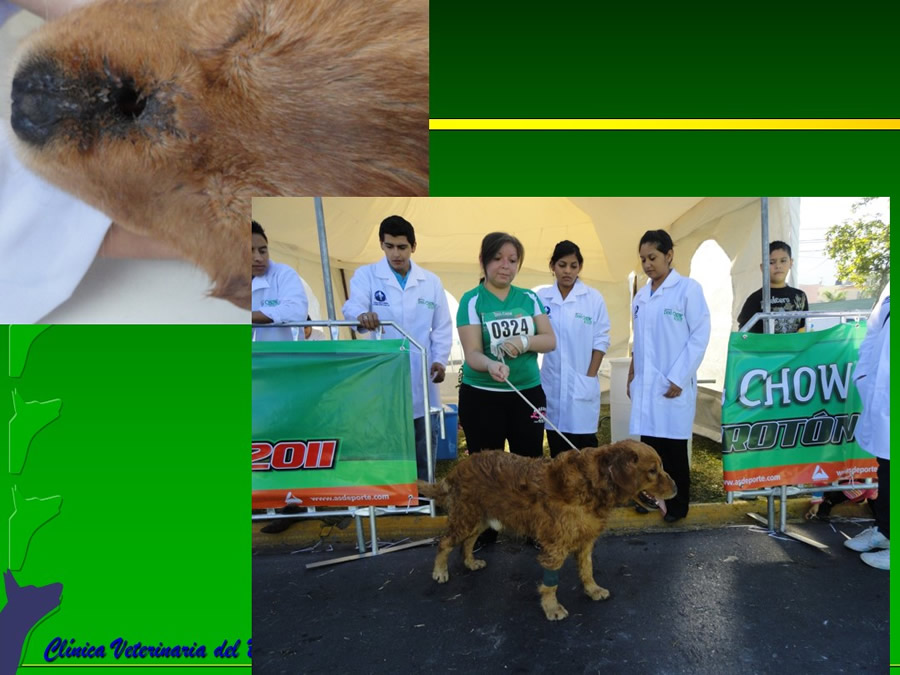 Perroton Dog Chow Intervencin Veterinaria