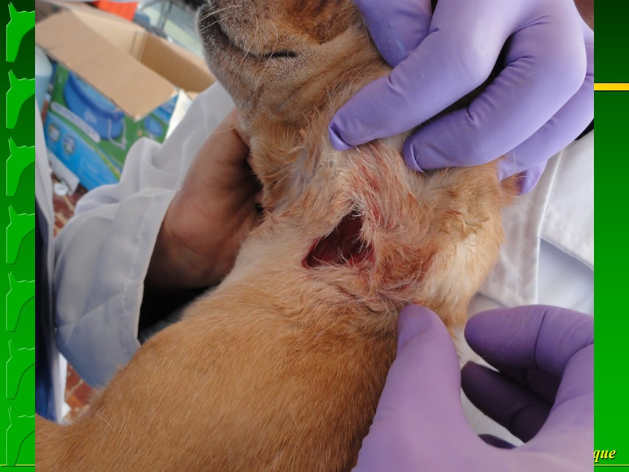 Perroton Dog Chow Intervencin Veterinaria