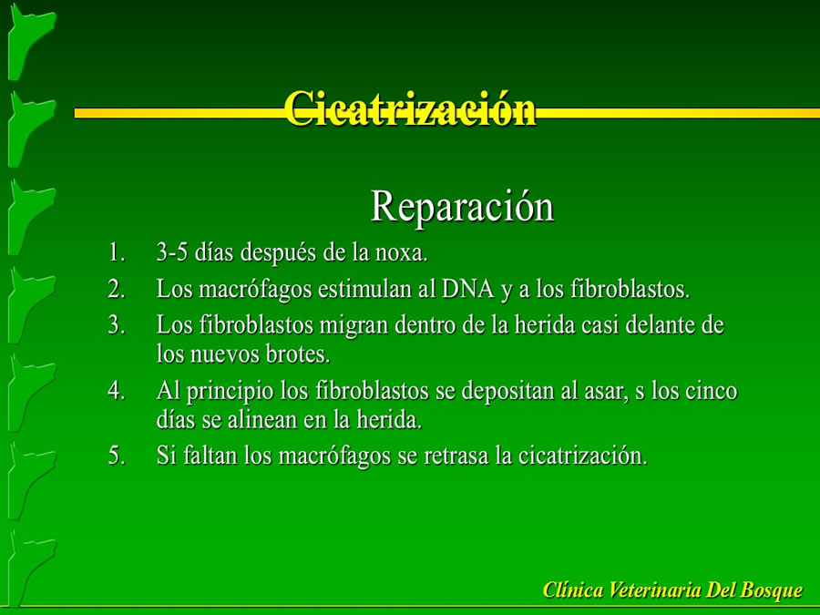 Perroton Dog Chow Intervencin Veterinaria