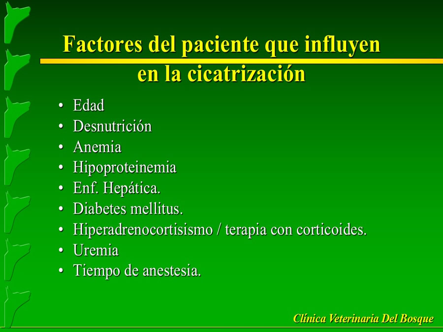 Perroton Dog Chow Intervencin Veterinaria