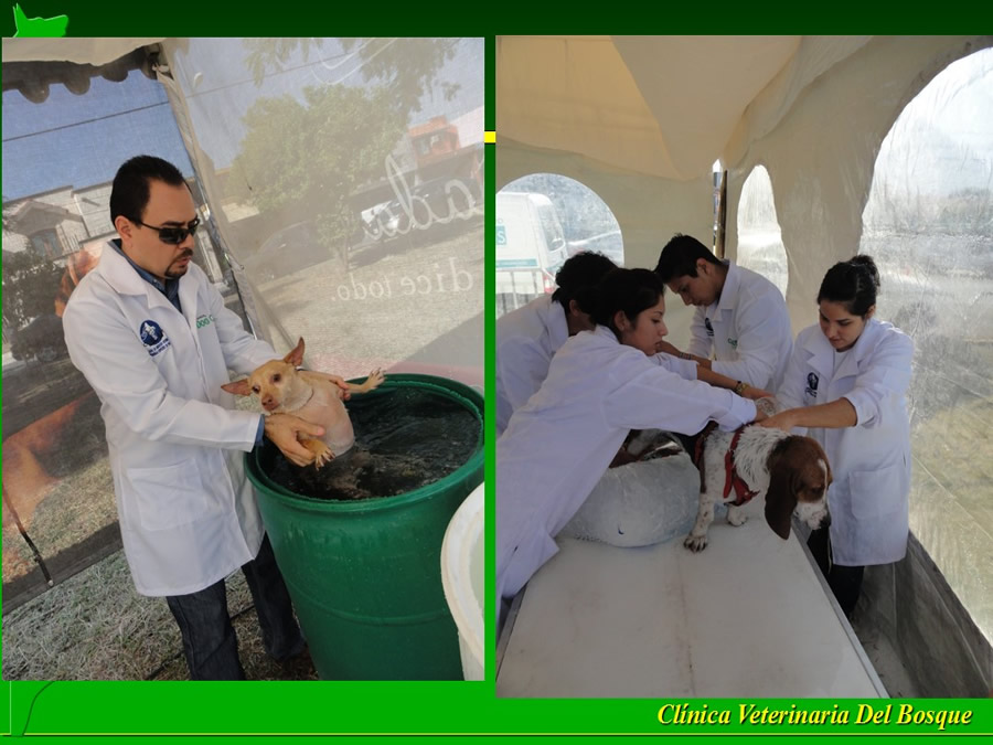 Perroton Dog Chow Intervencin Veterinaria