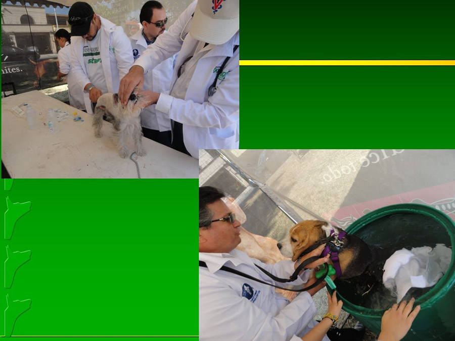 Perroton Dog Chow Intervencin Veterinaria