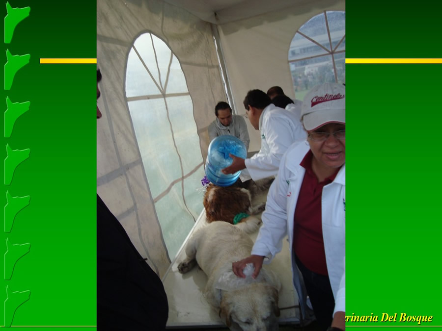Perroton Dog Chow Intervencin Veterinaria