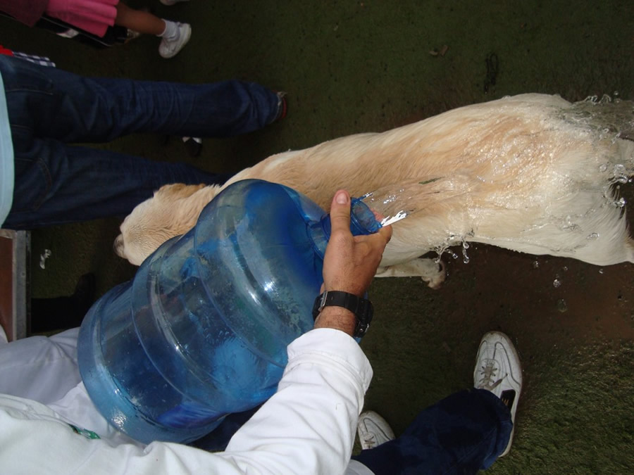 Perroton Dog Chow Intervencin Veterinaria