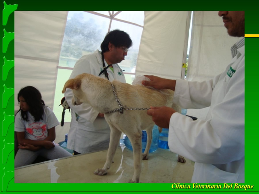 Perroton Dog Chow Intervencin Veterinaria