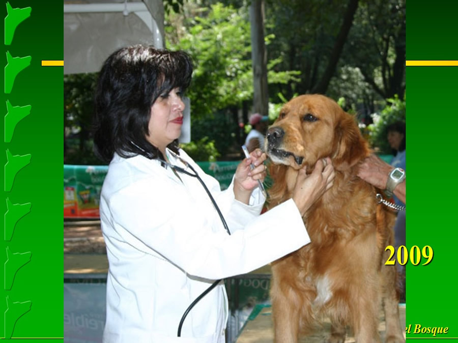 Perroton Dog Chow Intervencin Veterinaria