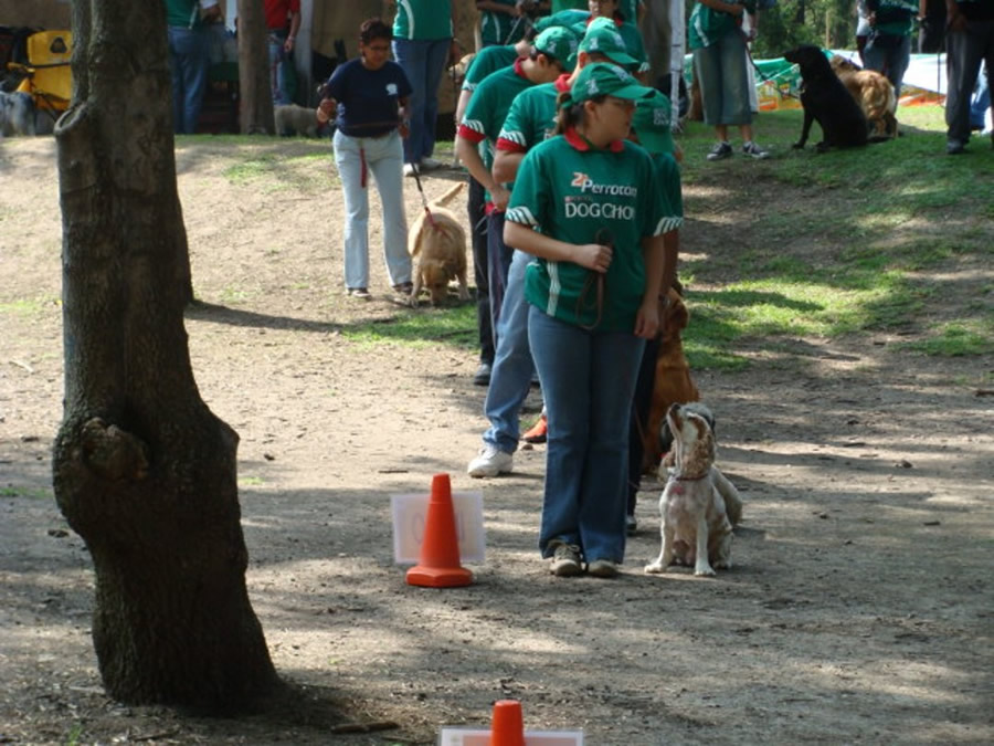 Perroton Dog Chow Intervencin Veterinaria