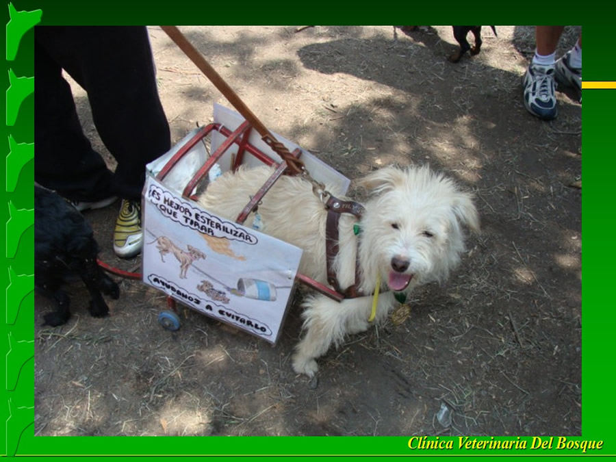 Perroton Dog Chow Intervencin Veterinaria