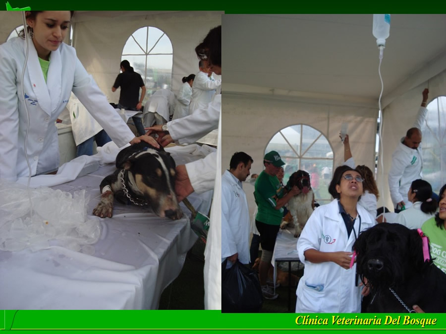 Perroton Dog Chow Intervencin Veterinaria