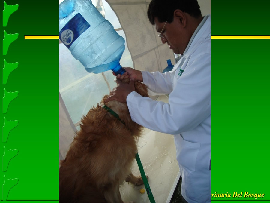 Perroton Dog Chow Intervencin Veterinaria