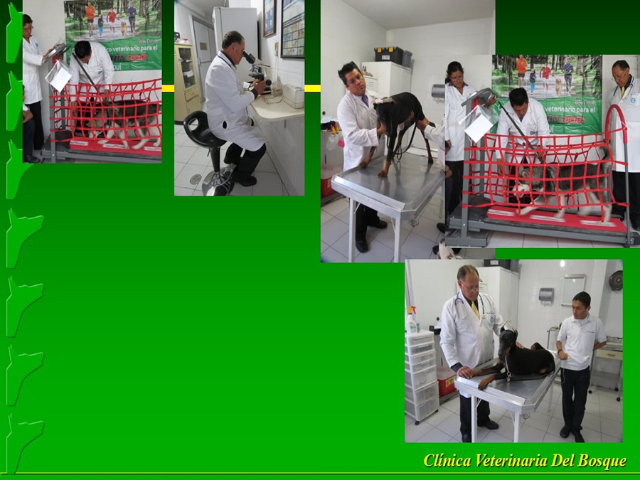 Perroton Dog Chow Intervencin Veterinaria