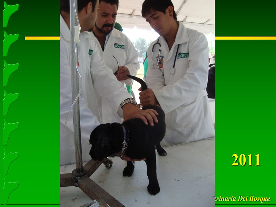 Perroton Dog Chow Intervencin Veterinaria