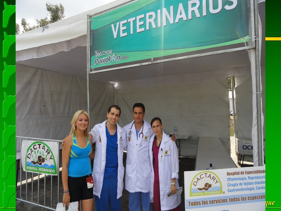 Perroton Dog Chow Intervencin Veterinaria