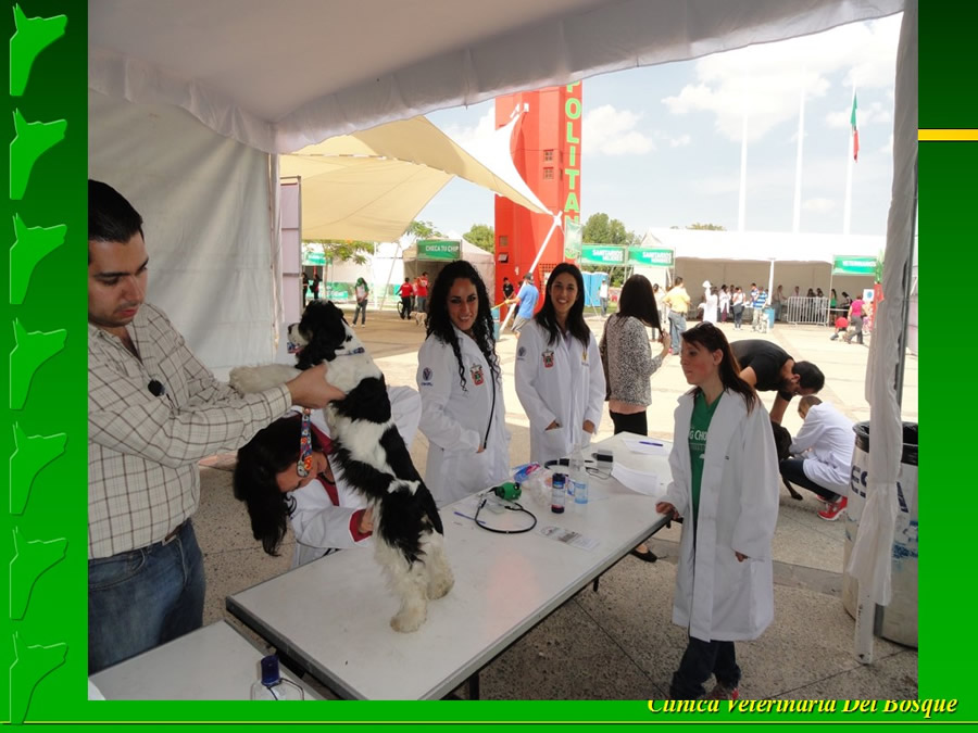 Perroton Dog Chow Intervencin Veterinaria