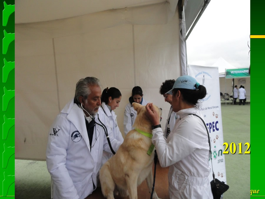 Perroton Dog Chow Intervencin Veterinaria