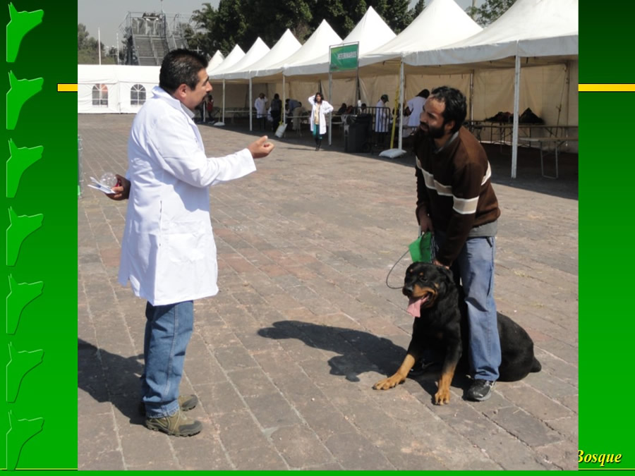 Perroton Dog Chow Intervencin Veterinaria