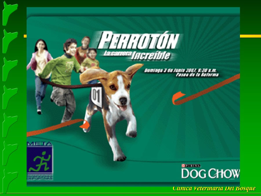 Perroton Dog Chow Intervencin Veterinaria