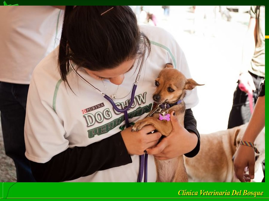 Perroton Dog Chow Intervencin Veterinaria