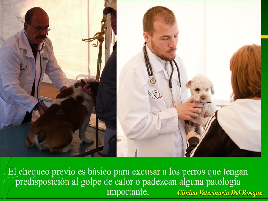 Perroton Dog Chow Intervencin Veterinaria