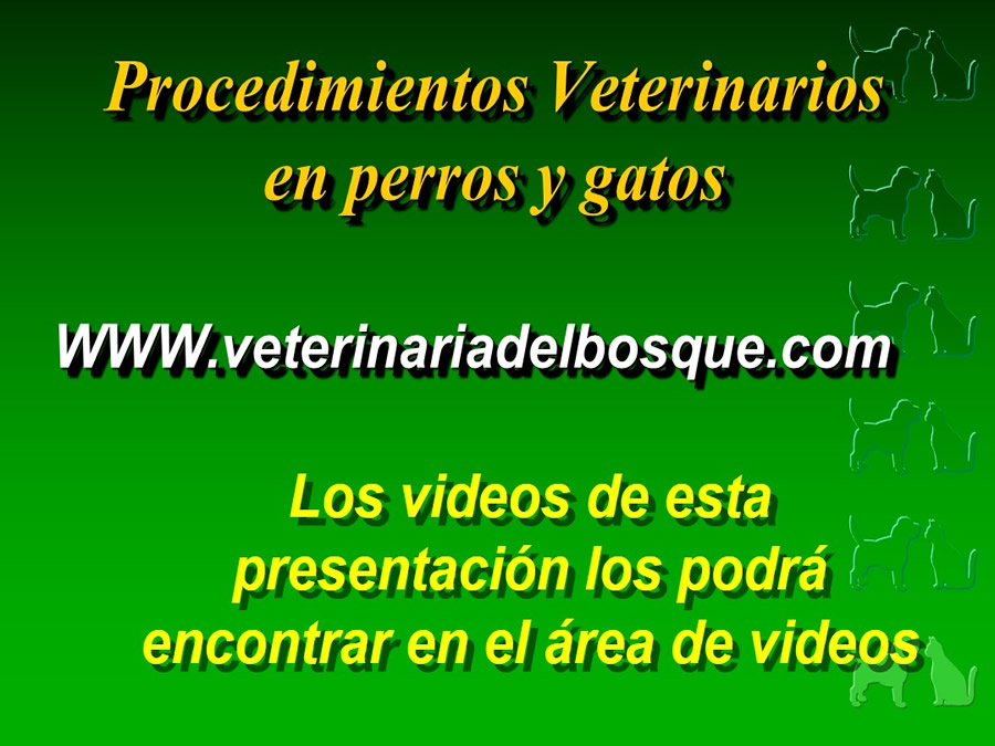 Procedimientos Veterinarios en perros y gatos