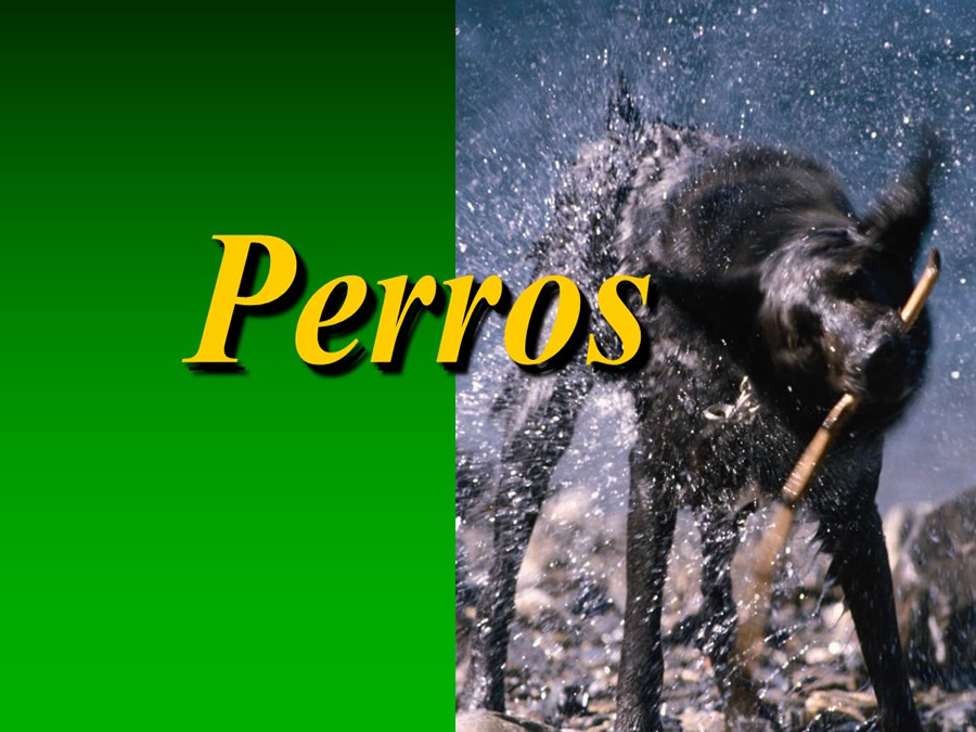 Procedimientos Veterinarios en perros y gatos