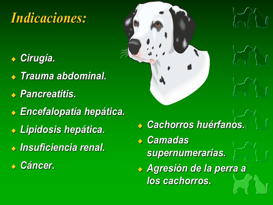 Procedimientos Veterinarios en perros y gatos