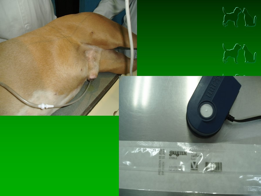 Procedimientos Veterinarios en perros y gatos