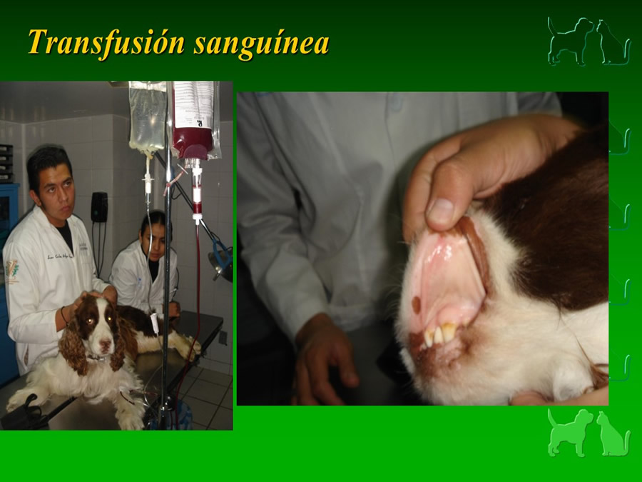 Procedimientos Veterinarios en perros y gatos