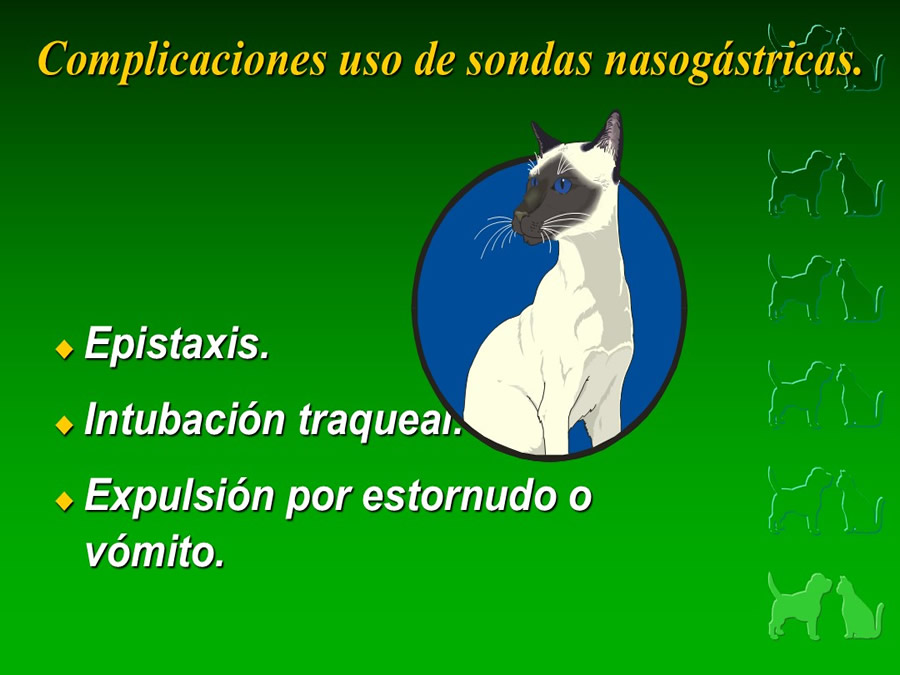 Procedimientos Veterinarios en perros y gatos