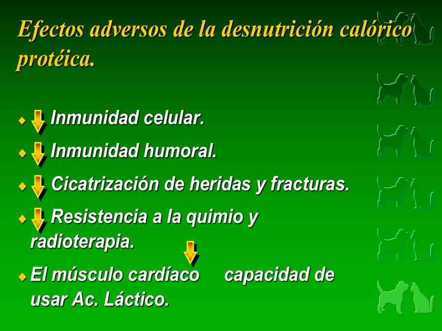 Procedimientos Veterinarios en perros y gatos