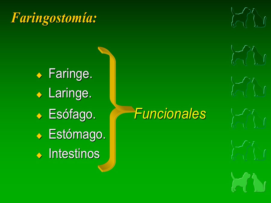 Procedimientos Veterinarios en perros y gatos