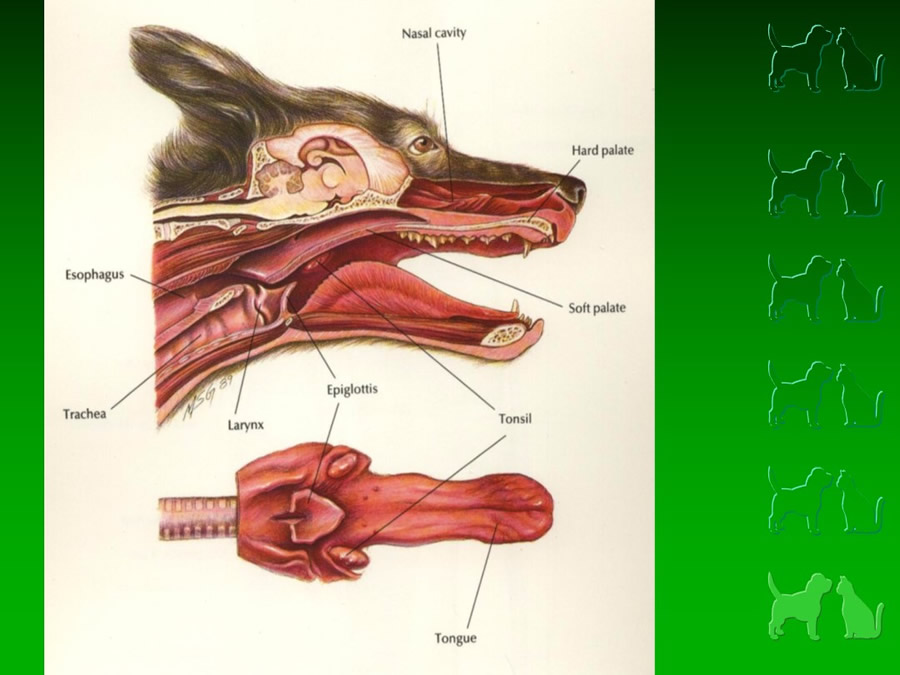 Procedimientos Veterinarios en perros y gatos