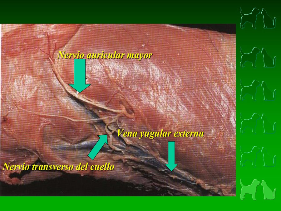 Procedimientos Veterinarios en perros y gatos