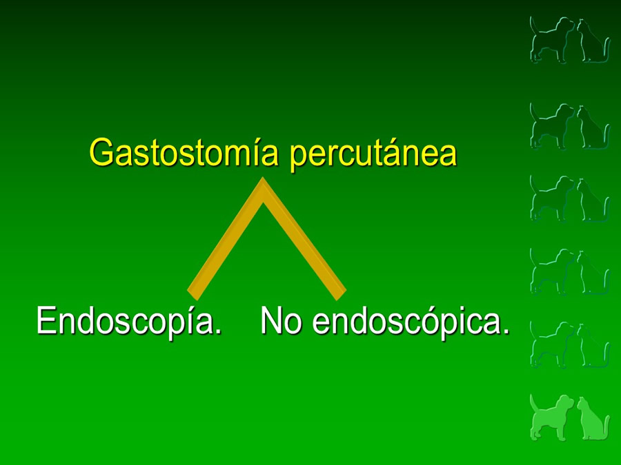 Procedimientos Veterinarios en perros y gatos